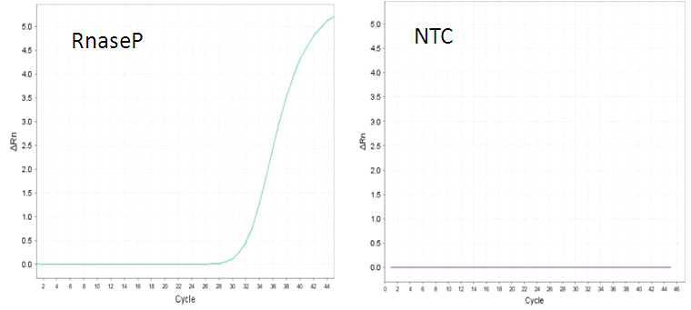 RnaseP의 Real-Time PCR 증폭곡선