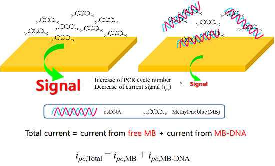 전기화학적 활성 물질의 DNA와의 반응으로 인한 신호 변화 원리