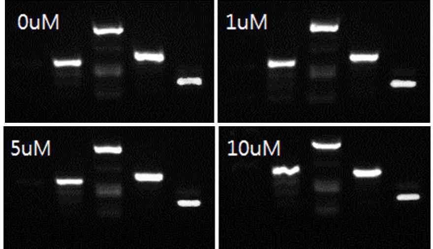 전기활성물질 메틸렌블루의 농도에 따른 PCR 결과