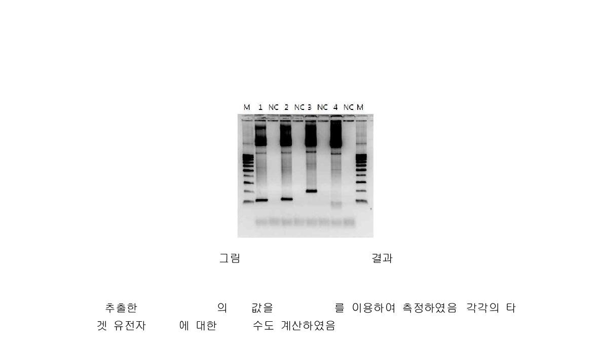 plasmid DNA PCR 결과