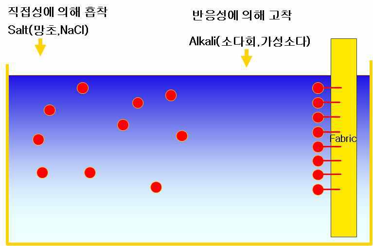 반응성 염료의 면섬유에 대한 염색과정 모식도