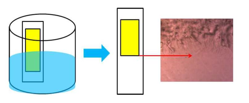 유기용매에 의한 바인더 제거 현미경 이미지