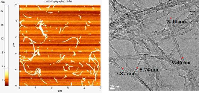 탄소나노튜브 분산액으로부터 얻은 시료의 원자힘현미경(AFM)과 투과전자현미경(TEM) 사진
