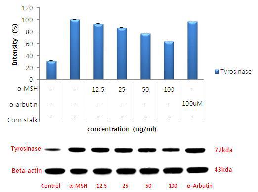 Corn Stalk 추출물 중 Ethyl Acetate 분획물의 Tyrosinase 단백질 발현량 분석