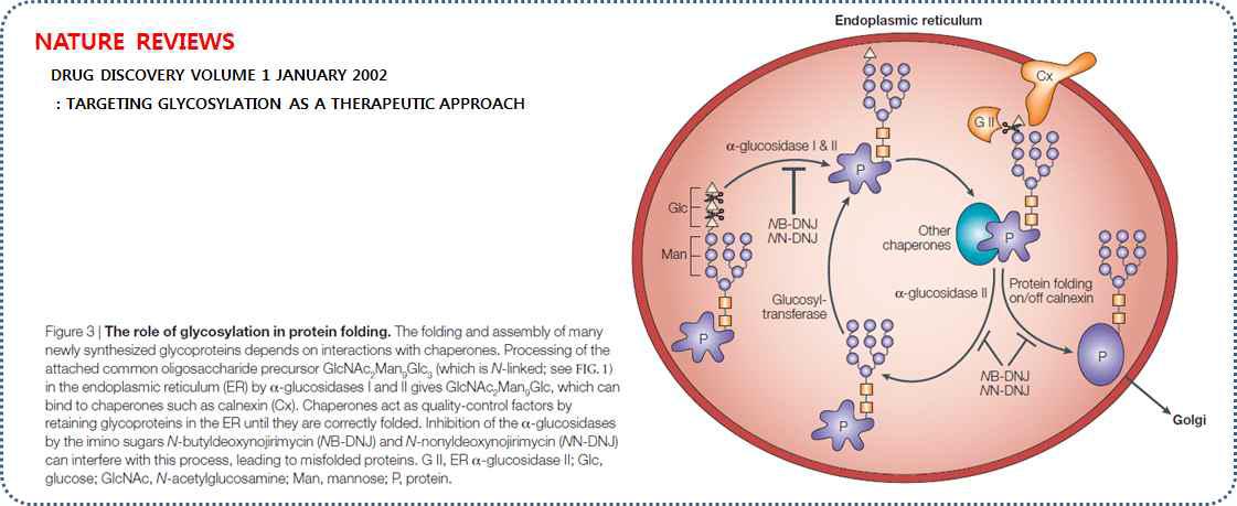 소포체(endoplasmic reticulum)에서 α-glucosidase 효소의 기능