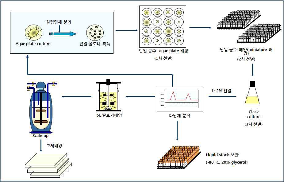 버섯균사로부터 단일 콜로니 획득을 통한 균주개발 및 Scale-up system 체계 구축