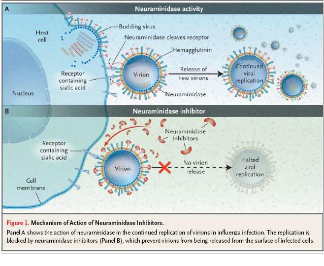 Nuraminidase inhibitor의 작용기전