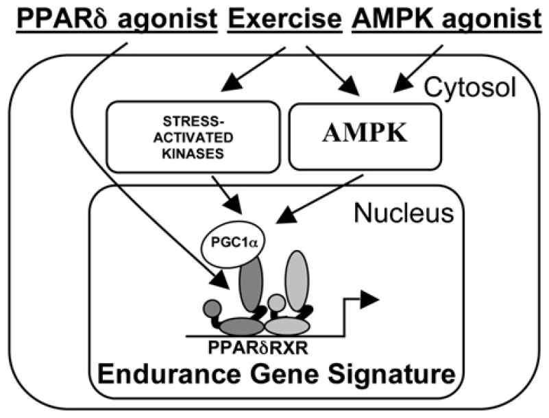 운동력 증진에서 AMPK 활성의 역할