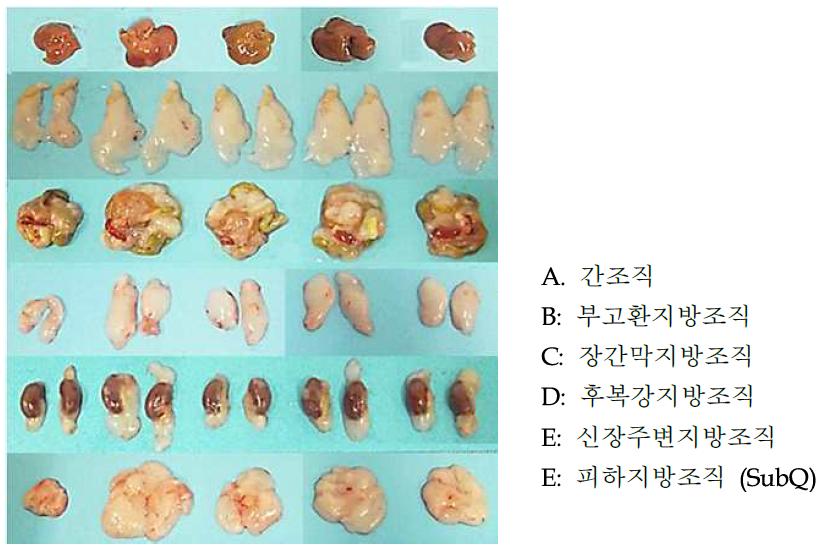 비만 유도된 마우스로부터 분리된 간조직 및 지방조직