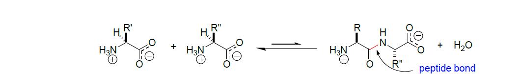 펩타이드 결합의 형성