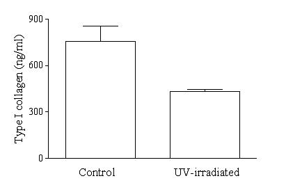 UV-irradiated HDF의 콜라겐 발현