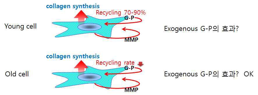 노화된 섬유아세포에서는 외부에서 추가된 G-P에 의해서 콜라겐 합성능이 증가될 수 있음을 나타내주는 모식도
