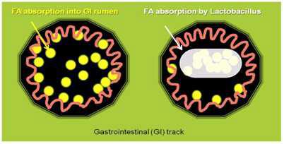 지니스 체지방 감소 GRAS 유산균의 기전
