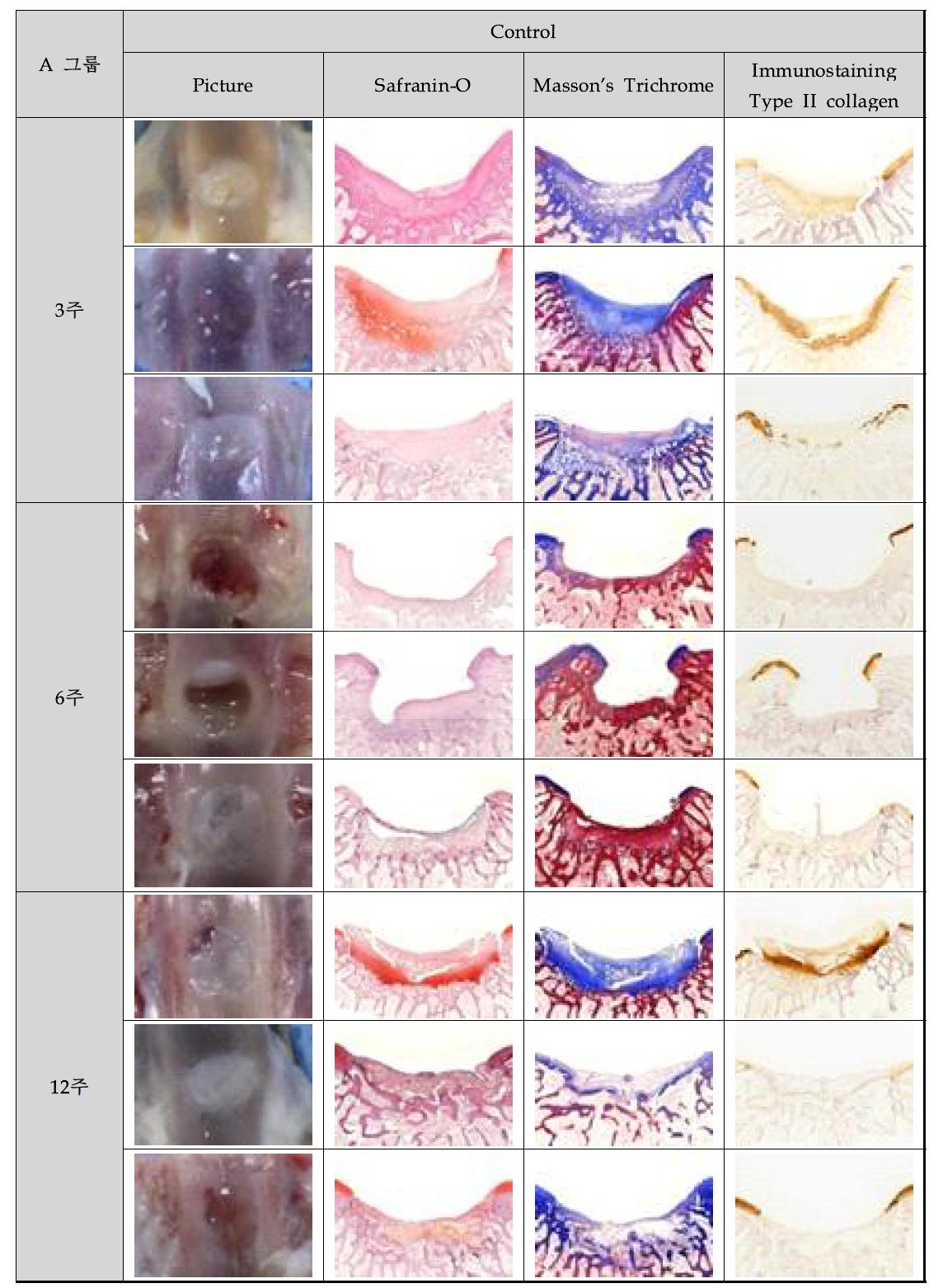 음성 대조군 그룹(3, 6, 및 12주 후)의 육안 및 조직학적 염색 결과