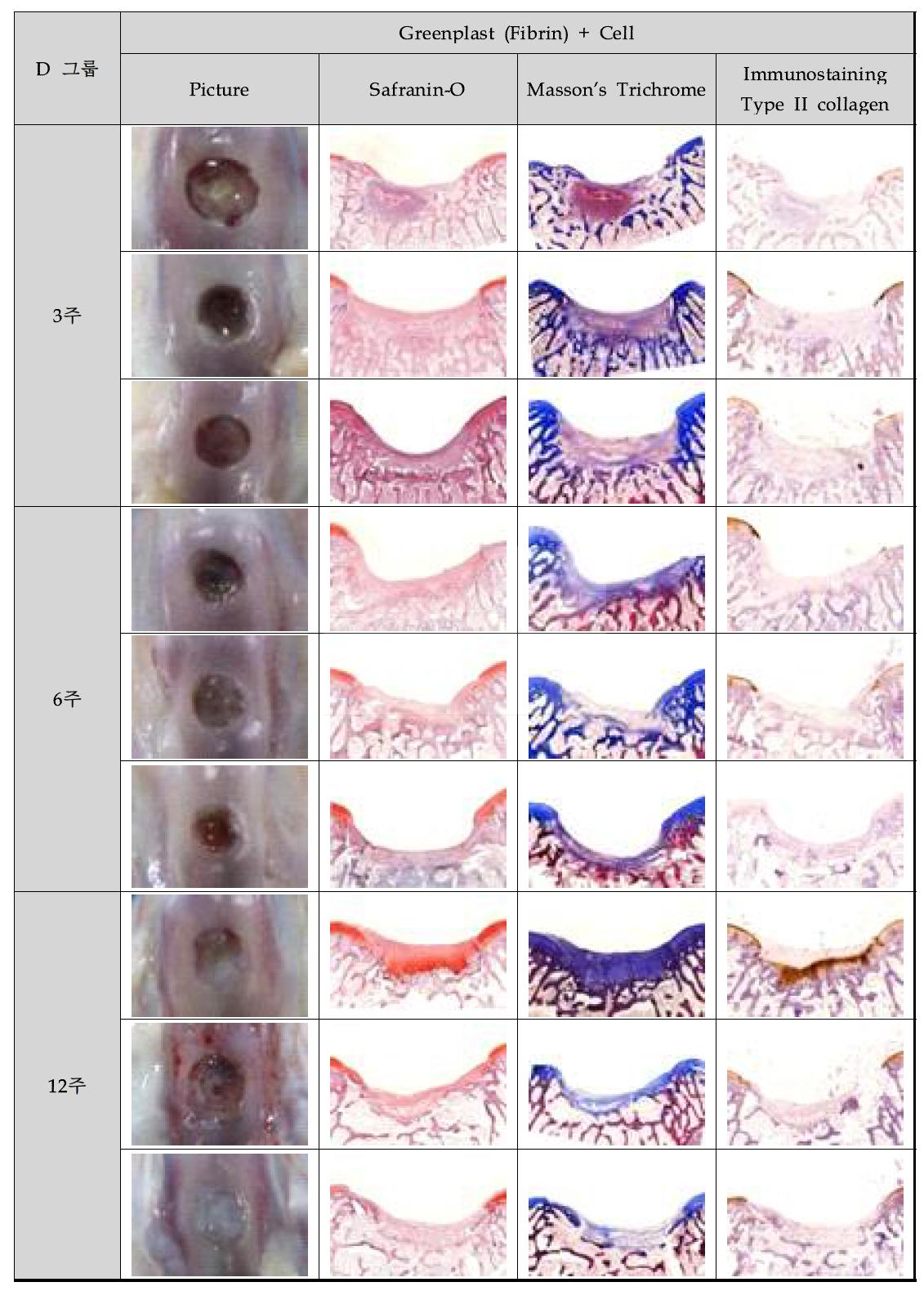 Fibrin + Chondrocyte 그룹(3, 6, 및 12주 후)의 육안 및 조직학적 염색 결과