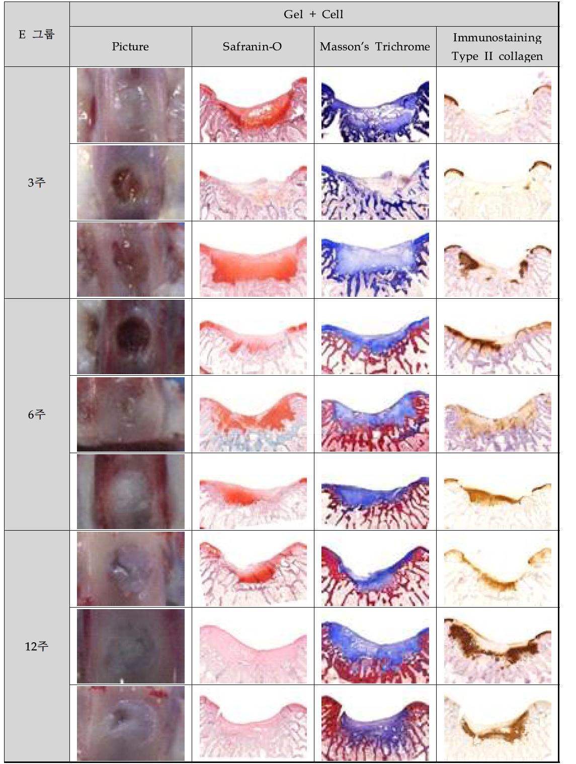 GF03/052 + Chondrocyte 그룹(3, 6, 및 12주 후)의 육안 및 조직학적 염색 결과