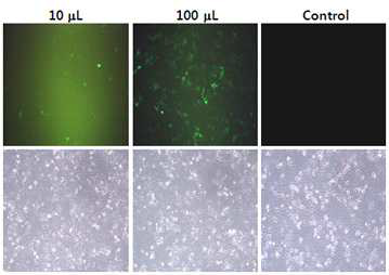 형광현미경을 이용한 lenti-copGFP viral vector의 감염효율 확인