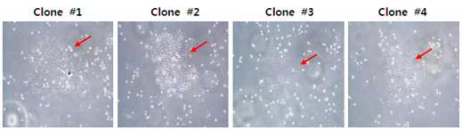생산세포주 스크리닝 과정에서의 얻은 생산세포주 후보용 stable clones
