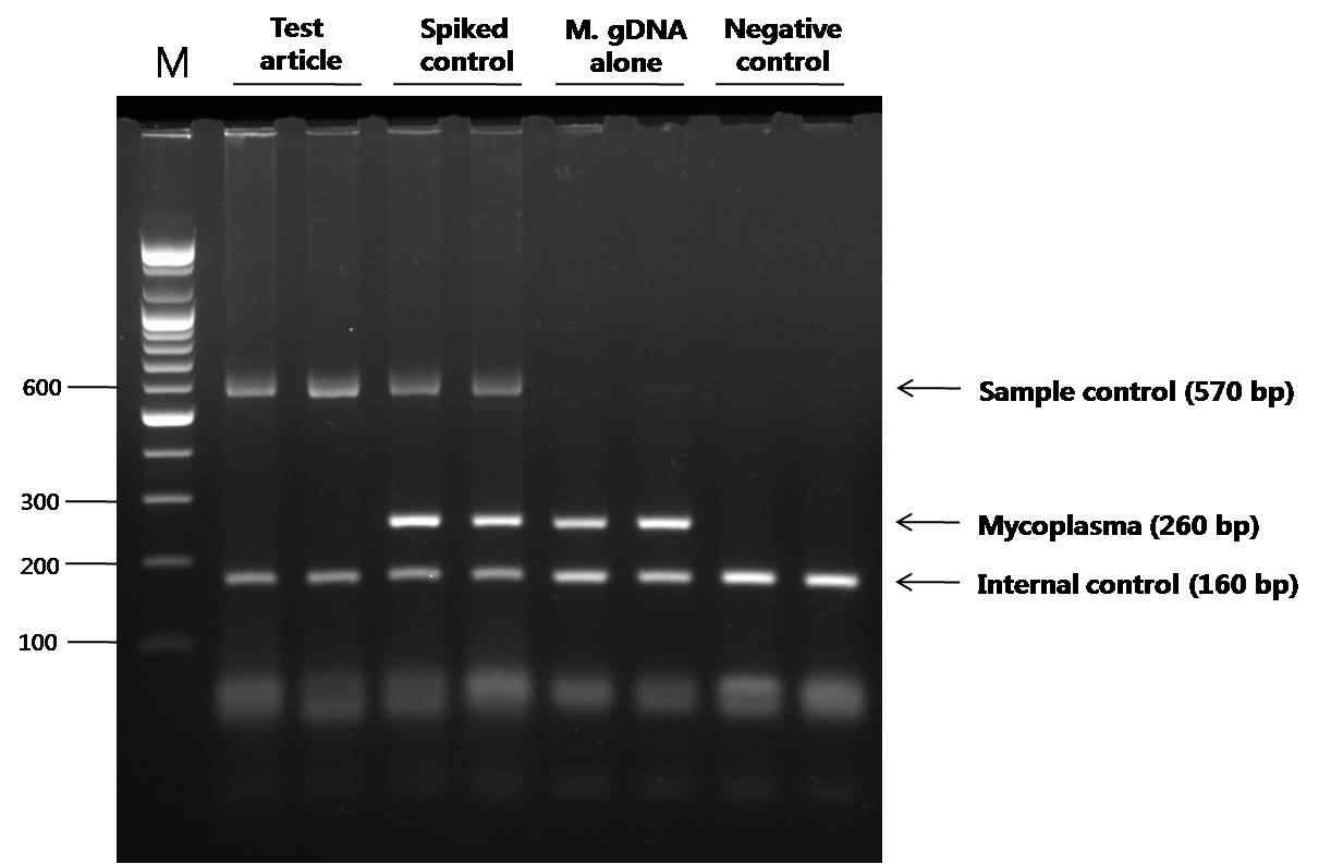 아데노바이러스 생산세포주에서 숙주세포의 오염검사 검체 (Test article)에서는 mycoplasma가 음성으로 판정되었으며,spiked control과 양성대조군에서는 mycoplasma로부터 증폭된 260 bp가 관찰되었음. 모든 검체에서 internal control이 증폭되어 PCR방법은 적합함.