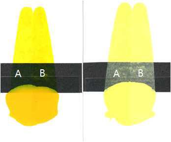 Color test of (A) standard and (B) synthetic sample.