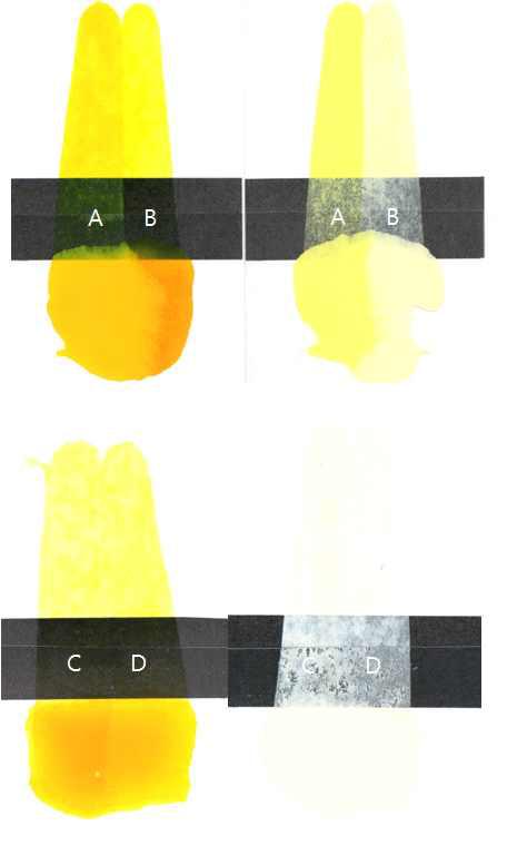 Color test of (A) standard sample and samples prepared with various mole ratio of diazo/couple; (B) 1:2, (C) 0.8:2, and (D) 0.5:2