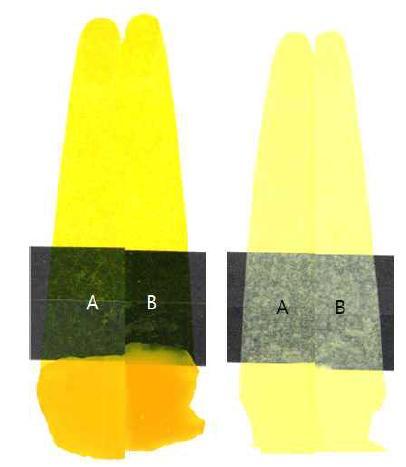 Color test of sample; post-treatment with (A) o-dichlorobenzene and (B) DMSO