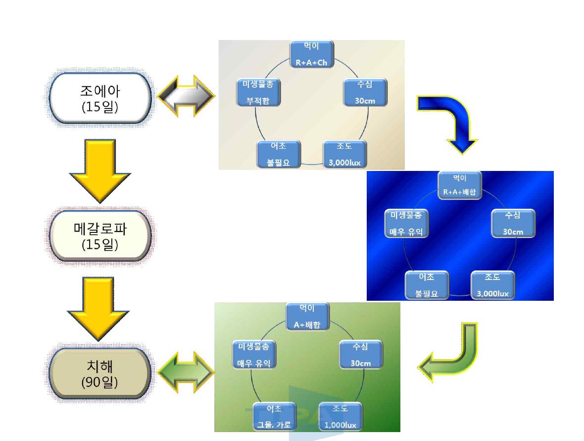 참게의 성장 단계별 최적 생산 공정 (R, rotifer, A, artemia, Ch, 클로렐라)