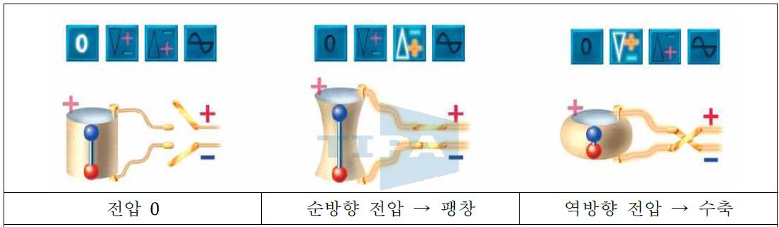 전압에 따른 수축 및 팽창