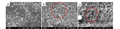 (a) SEM images of E.coli. (b) E.coli at positive air ion. (c) E.coli at negative air ion.