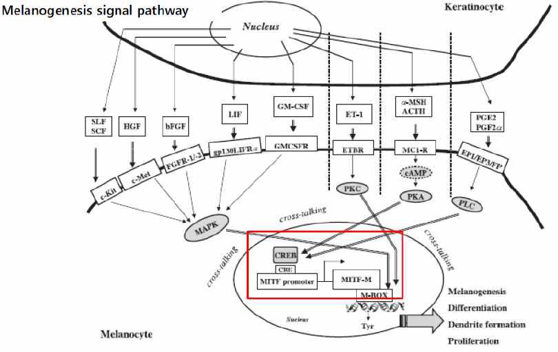 Melanogenesis signal pathway