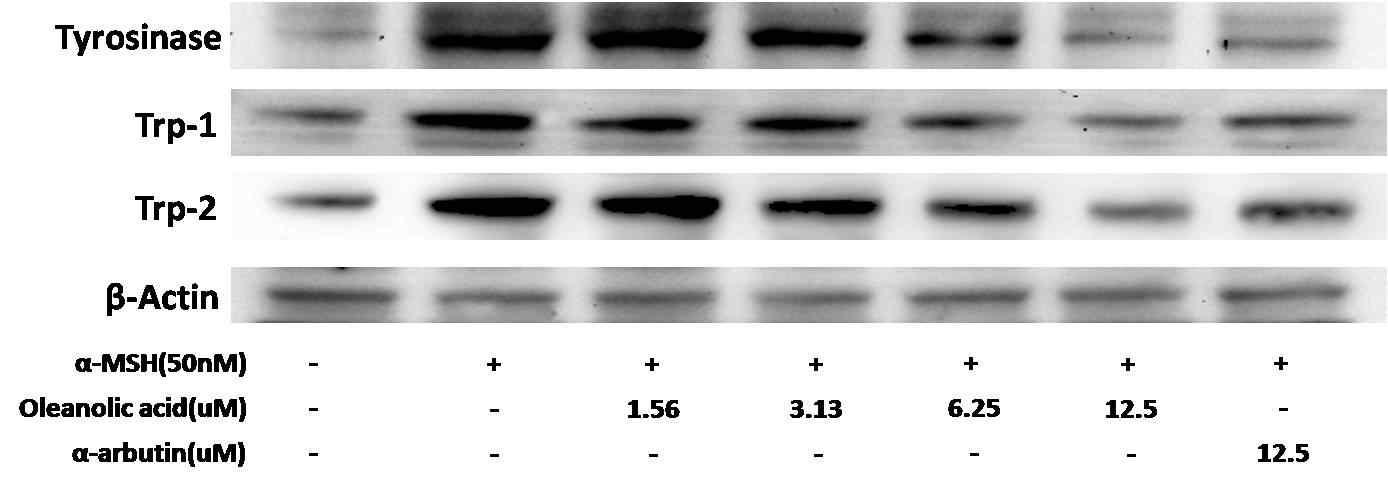 Strawberry calyx EA fraction에서 분리된 oleanolic acid의 세포 내 미백관련 protein level 측정.