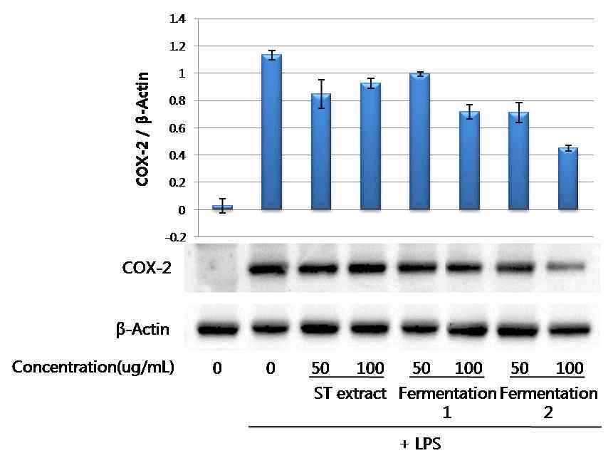 RAW264.7 세포에서의 straberry calyx EA fraction과 그 발효물의 COX-2 발현 억제 효과 측정