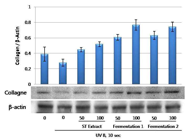 Human fibrblast 세포에서의 straberry calyx EA fraction과 그 발효물의 Collagen의 발현 촉진 효과 측정
