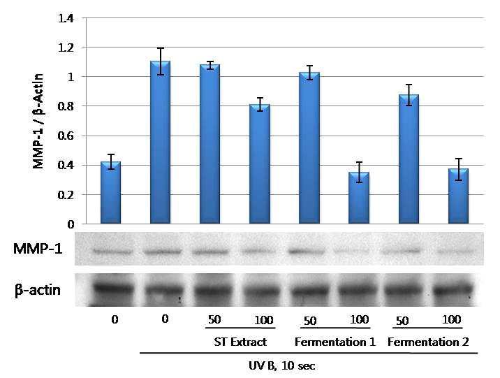 Human fibrblast 세포에서의 straberry calyx EA fraction과 그 발효물의 MMP-1의 발현 억제 효과 측정