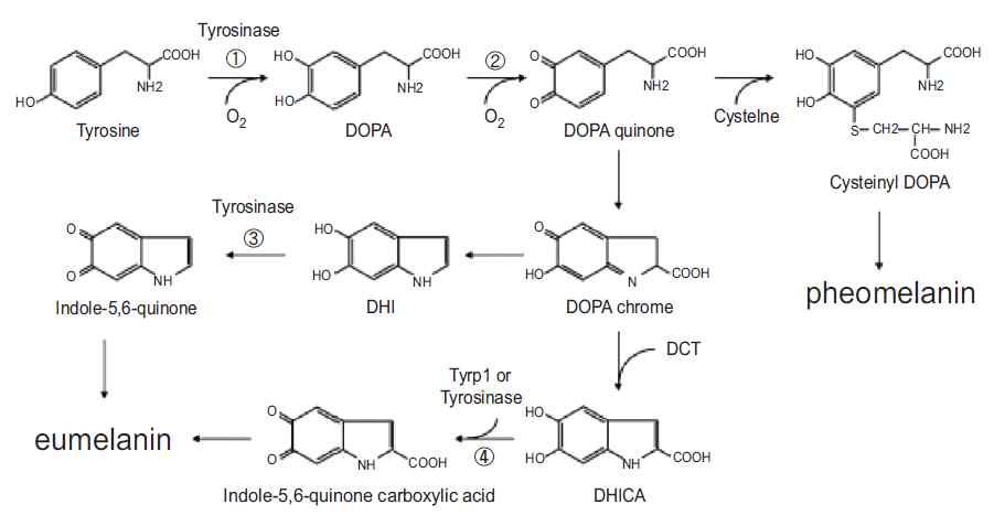 멜라닌 생성 과정