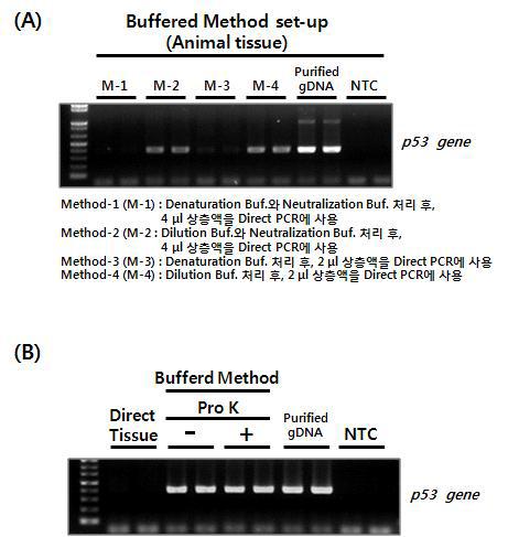 Direct PCR을 위한 최적 방법 set-up. (A) 동물 조직 시료로부터 Buffer method의 최적 방법 테스트. (B) Dilution Buffer처리 과정에서 Proteinase K의 효과 테스트.
