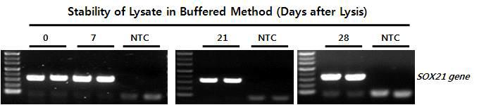 Buffer Method로 준비된 Lysate의 안정성 테스트.