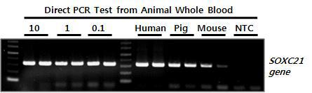 다양한 동물 혈액 시료로부터 Direct PCR 테스트. 각각 1 μl의 사람(Human), 돼지(Pig), 그리고 생쥐 (Mouse)의 혈액 시료로부터 Direct PCR 테스트.