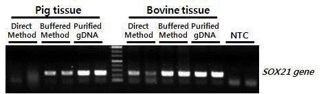 동물 근육 조직으로부터 Direct PCR 테스트. 돼지와 소의 근육 조직이 Direct Method (0.5 mm 크기의 조직 사용)와 Buffered Method를 이용하여 테스트 됨.