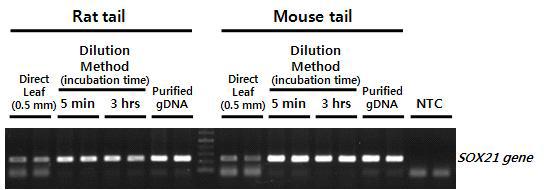 동물 근육 조직으로부터 Direct PCR 테스트. Rat와 mouse tail 시료가 Direct Method (0.5 mm 크기의 tail 사용)와 Buffered Method를 이용하여 테스트 됨. Buffered Method에서 dilution buffer와 혼합 후, incubation 시간 (5 min 또는 3 hours)에 따른 증폭 효율 비교.