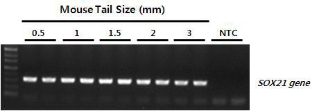 Mouse tail 크기에 따른 Direct PCR 테스트.