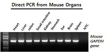 Mouse의 각 기관 조직(organ tissue)로부터 Buffered Method를 통한 Direct PCR 테스트.