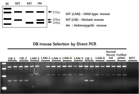 Direct PCR을 활용한 비만 유전자 돌연변이 mouse의 genotyping 테스트.