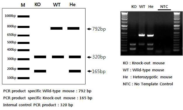 Direct PCR을 활용한 B6(c)-Mir150 tm1Rsky/J knock-out mouse의 selection 테스트.