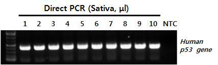 타액 시료의 양에 따른 Direct PCR 테스트.