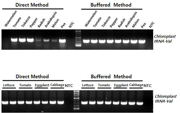 11종의 식물 잎 조직 시료로부터 Direct PCR 테스트 - 1차 Direct PCR 테스트. Direct Method에서 일부 증폭 효율이 낮은 시료에 대하여 Buffered Method로 Target DNA의 증폭을 확인함.