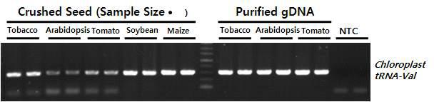 5 종의 식물 잎 조직 시료로부터 Direct PCR 테스트. 식물 종자 시료도 Direct Method에서 모두 Target DNA의 증폭이 확인되었고, 일부 증폭 효율이 낮은 시료의 경우 Buffered Method에서 효율적인 증폭을 확인함.