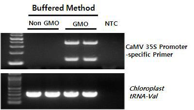 Direct PCR을 통한 유전자 변형 식물 종자의 검정. 유전자 변형 식물에 외부 DNA로 도입되는 CaMV 35S Promoter 부분의염기서열에 특이적으로 디자인된 프라이머를 이용하여 유전자 변형 종자를 검정.