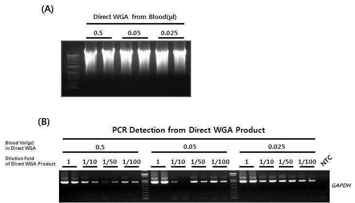사람의 혈액시료로부터 Direct WGA 테스트. 0.025 μl 전혈에서도 효과적인 Direct WGA 산물이 증폭되었고, 증폭된 Direct WGA 산물로 Target DNA를 PCR detection한 결과 100 배 희석한 WGA 산물에서도 Target DNA가 검출됨.