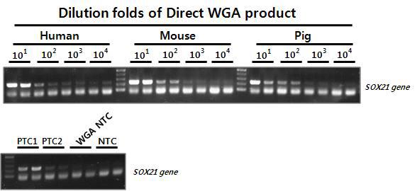 혈액 시료에서 Direct WGA의 효율 테스트. 104 배 까지 희석된 돼지, 생쥐, 사람의 전혈에 대한 Direct WGA 산물과 SOX21 유전자 특이적인 프라이머(product size : 237 bp)를 이용하여 테스트.
